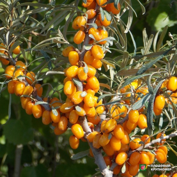 Саженцы Обліпиха "Либідь"