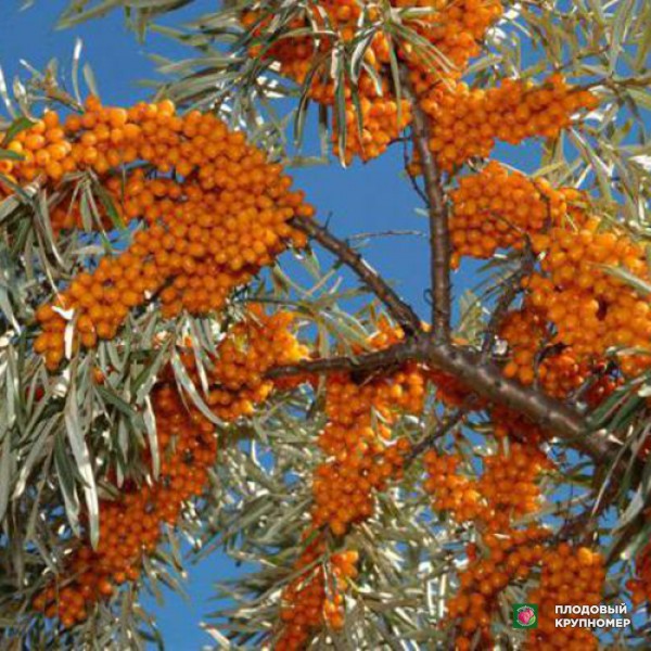 Саженцы Обліпиха "Нивелена"