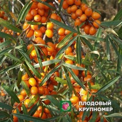 Обліпиха "Помаранчева"