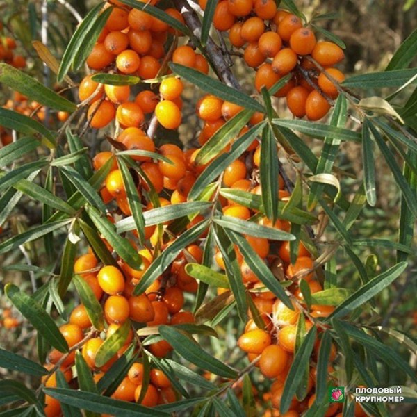 Саженцы Обліпиха "Помаранчева"