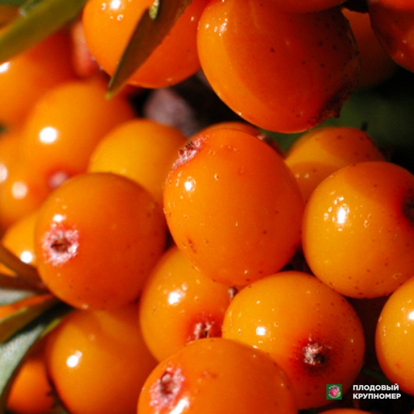 Саженцы Обліпиха "Сонячна"