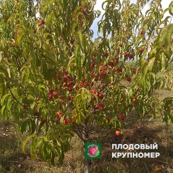 Персик "Академік Шефталі"