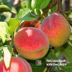 Персик " Топ Рід"