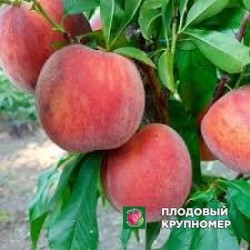 Персик "піата"