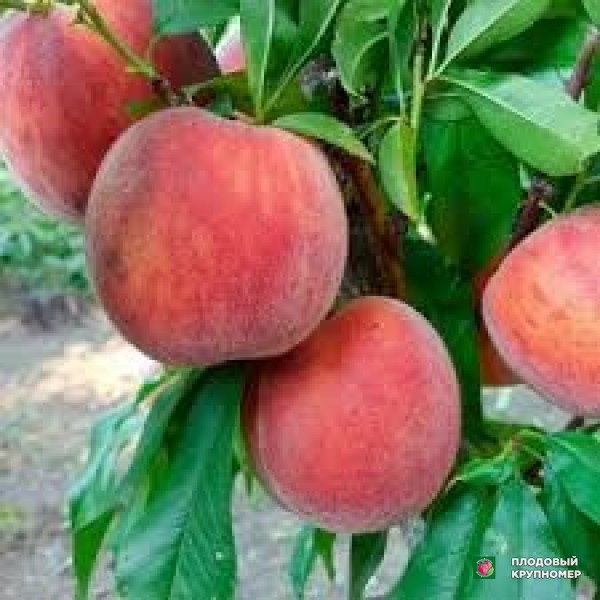 Саженцы Персик "піата"