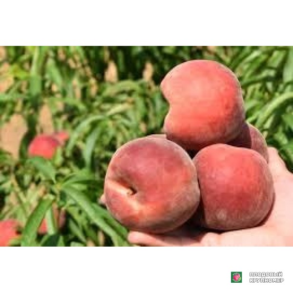 Саженцы Персик "Алабама"