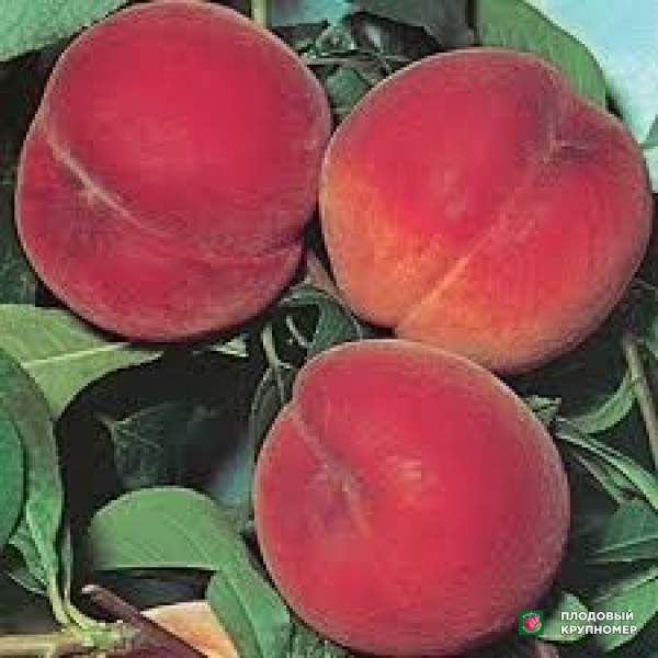 Саженцы Персик " баттістіні"