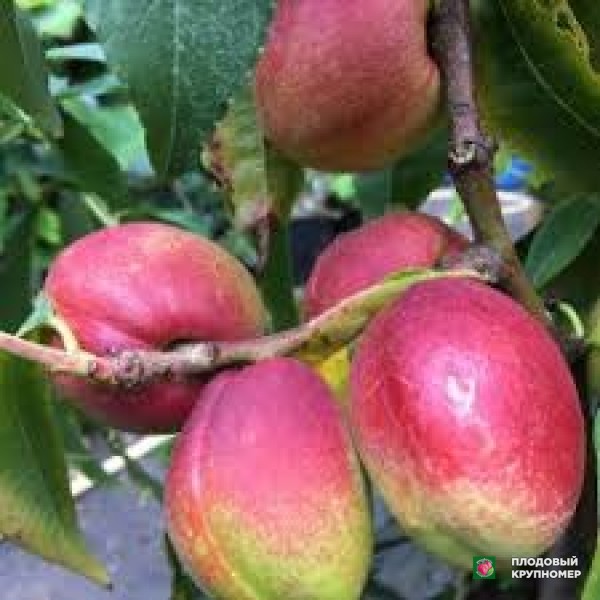 Саженцы Персик " карла"