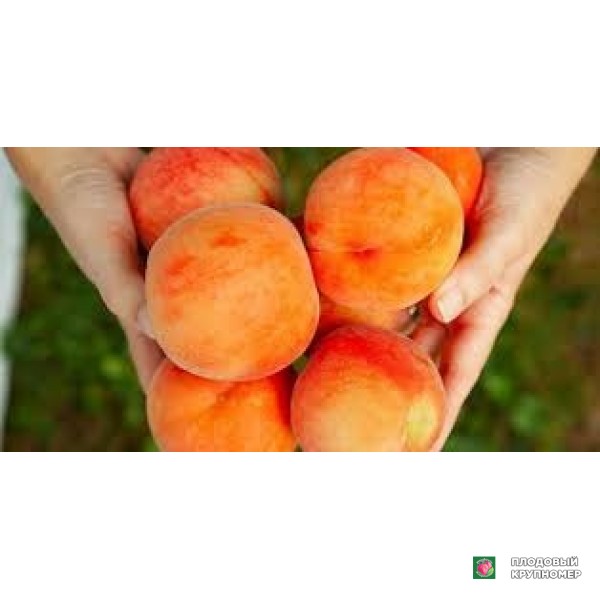 Саженцы Персик "гарлотта карликовий"