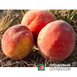 Персик "крестхавен"