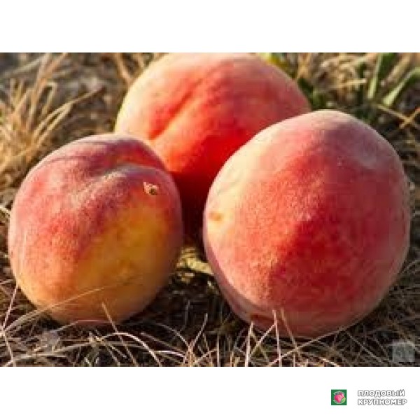 Саженцы Персик "крестхавен"