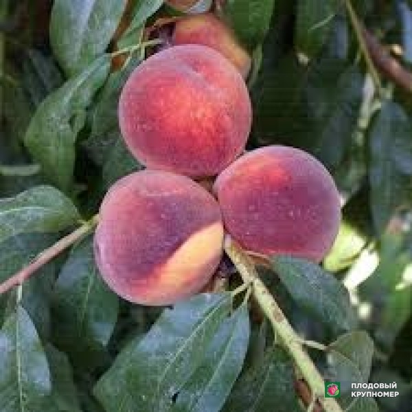 Саженцы Персик "діксіред"