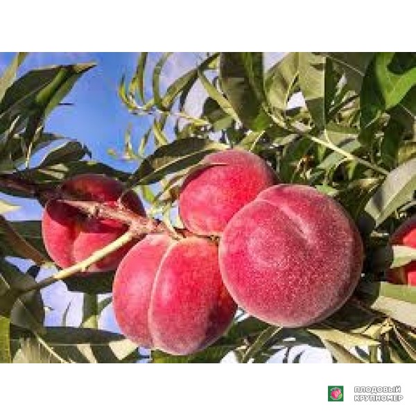 Саженцы Персик "екстрім"