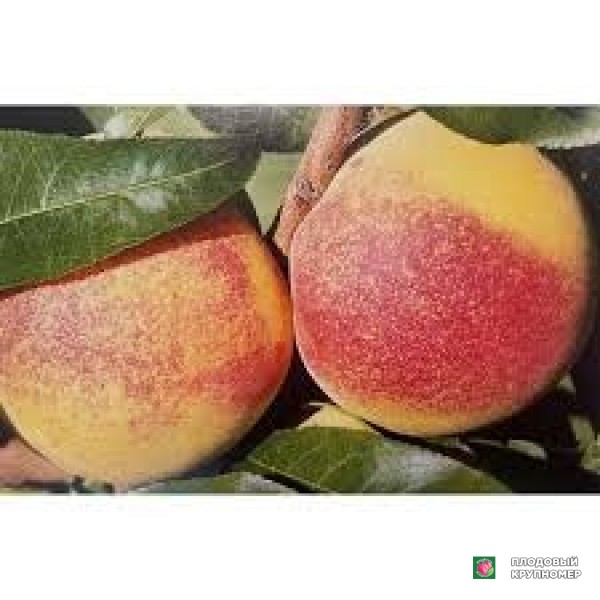 Саженцы Персик "фаєт"