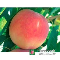 Персик "фаєртайм"