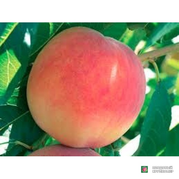 Саженцы Персик "фаєртайм"