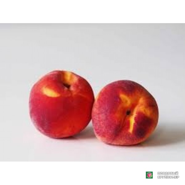 Саженцы Персик "фіамінія"