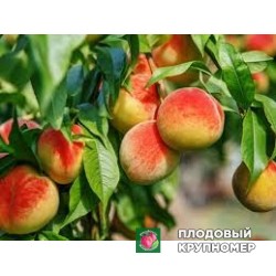 Персик "флаворкрест"