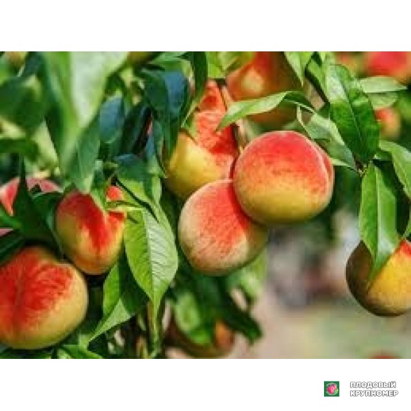 Саженцы Персик "флаворкрест"