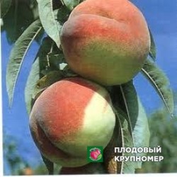 Персик "форлі"