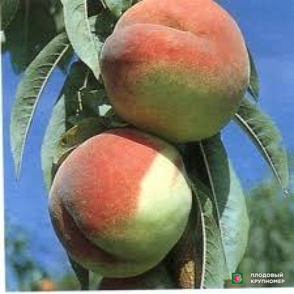 Саженцы Персик "форлі"