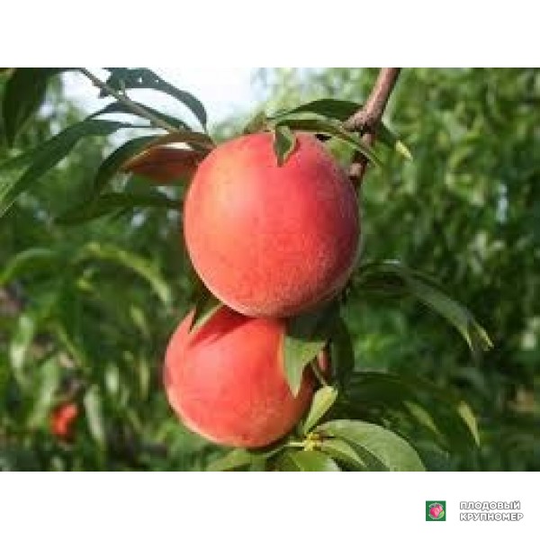 Саженцы Персик "гугліельміна"