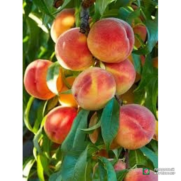 Саженцы Персик "ірісроссо"