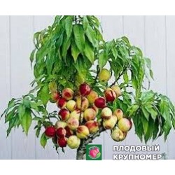 Персик "оріон карликовий"