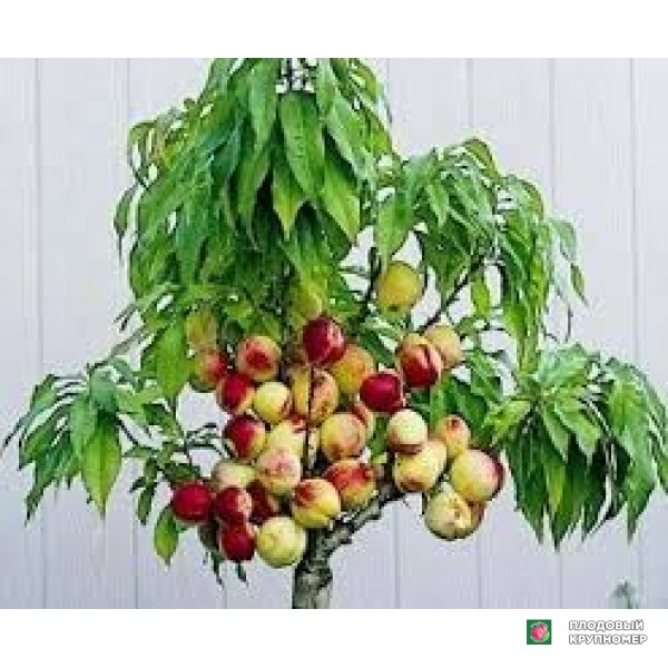 Саженцы Персик "оріон карликовий"