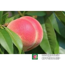 Персик "ломбарда"