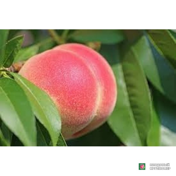 Саженцы Персик "ломбарда"