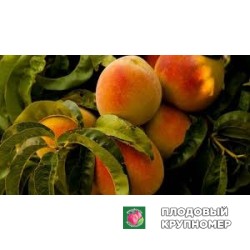 Персик "марія-ангелла"