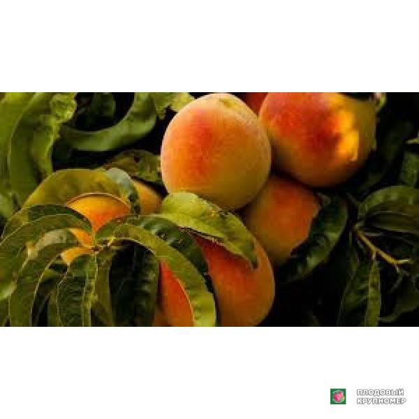Саженцы Персик "марія-ангелла"