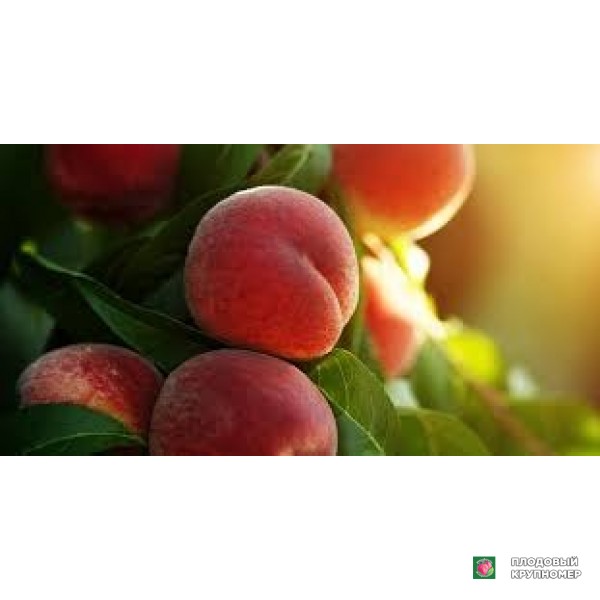 Саженцы Персик "марія-бьянка"