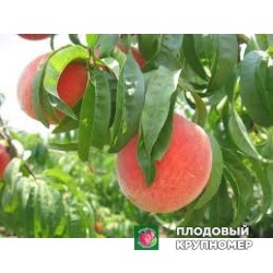 Персик "марія-деліция"