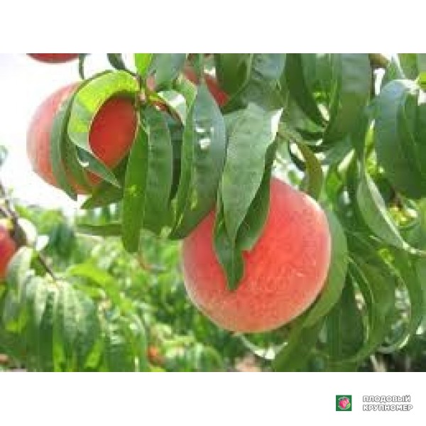 Саженцы Персик "марія-деліция"