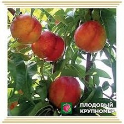 Персик "марія-лучія"