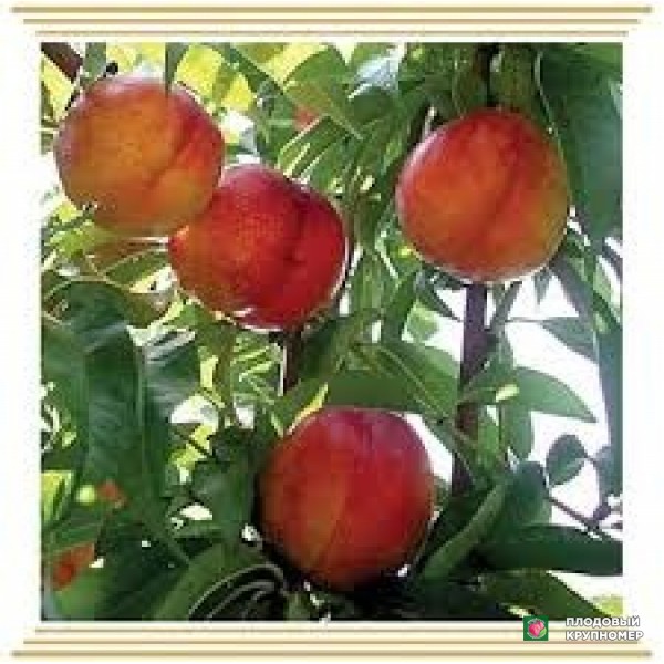 Саженцы Персик "марія-лучія"