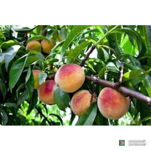Саженцы Персик "маура зайфізан"