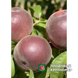 Персик "маура"