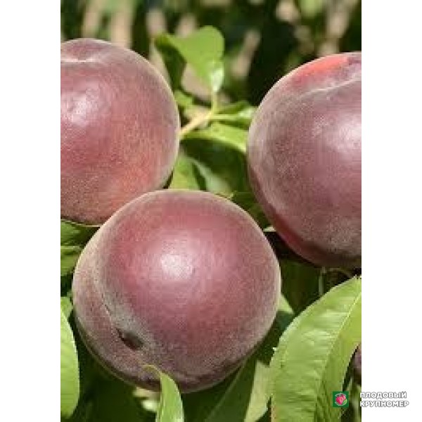 Саженцы Персик "маура"