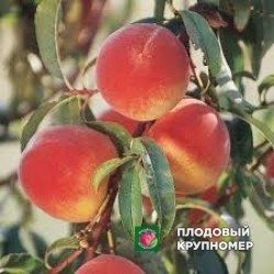 Персик "майкрест"