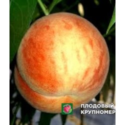 Персик "песко нано"