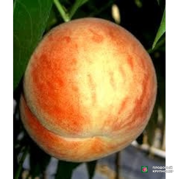 Саженцы Персик "песко нано"