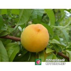Персик "песка регіна"