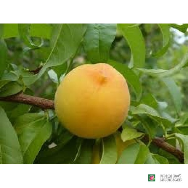 Саженцы Персик "песка регіна"