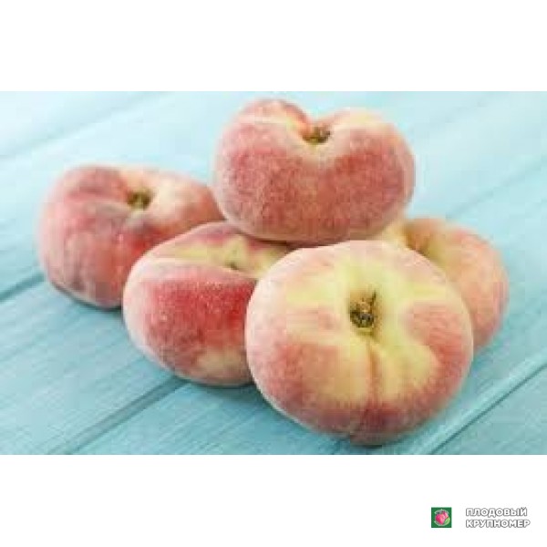 Саженцы Персик "піата бьянка"