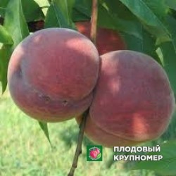 Персик "піата редхевен"