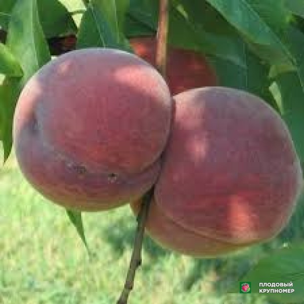 Саженцы Персик "піата редхевен"