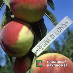 Персик "регіна ділонда"